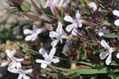 Dyschoriste setigera