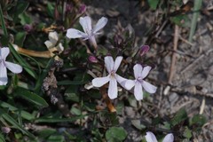 Dyschoriste setigera