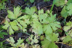 Anemonastrum baicalense