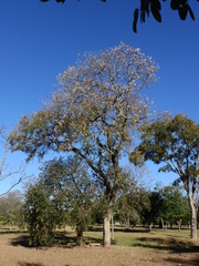 Pterodon emarginatus