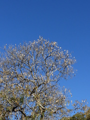 Pterodon emarginatus