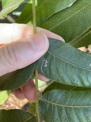 Stigmella longisacca
