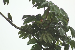 Psittacara erythrogenys