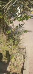 Ziziphus jujuba