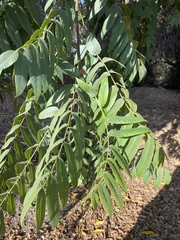Stigmella longisacca