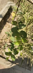 Ziziphus jujuba