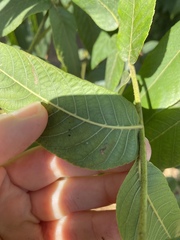 Stigmella longisacca
