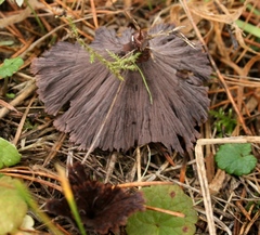 Thelephora caryophyllea