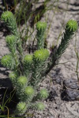 Erica cerinthoides