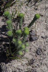Erica cerinthoides