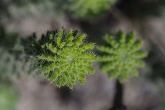 Erica cerinthoides