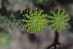 Erica cerinthoides