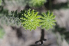 Erica cerinthoides