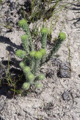 Erica cerinthoides