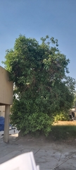Ficus