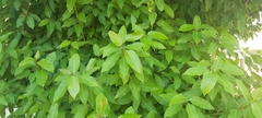 Ficus