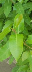 Ficus