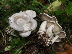 Clitocybe dilatata