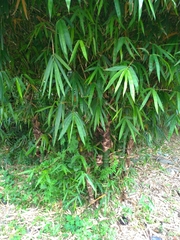 Bambusa tuldoides