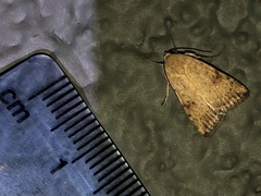 Micrathetis triplex