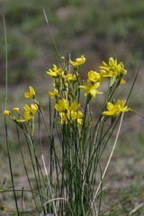 Bobartia macrocarpa