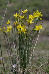 Bobartia macrocarpa