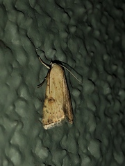 Micrathetis triplex