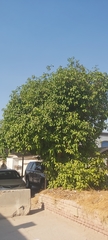 Ficus
