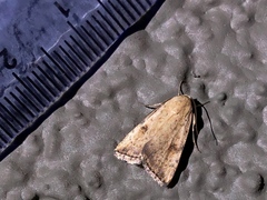 Micrathetis triplex