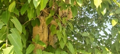 Ficus