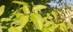 Ficus