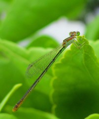 Agriocnemis