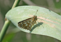 Pyrgus speyeri