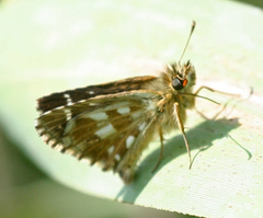 Pyrgus speyeri