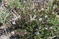 Dyschoriste setigera