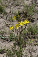 Bobartia macrocarpa