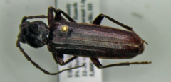 Arhopalus