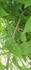 Ficus