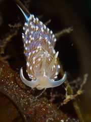 Facelina auriculata