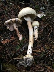 Agaricus abruptibulbus