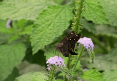 Thorybes dorantes galapagensis