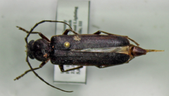 Arhopalus rusticus