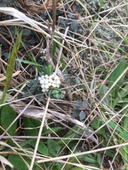 Pimelea oreophila