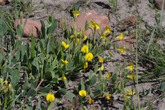 Rafnia elliptica