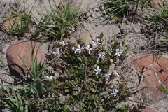 Dyschoriste setigera