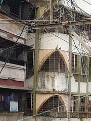 Columba livia domestica