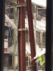 Columba livia domestica