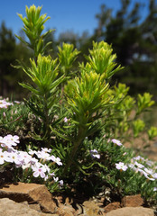 Castilleja glandulifera
