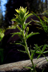 Castilleja glandulifera