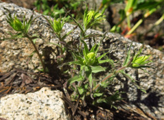 Castilleja glandulifera